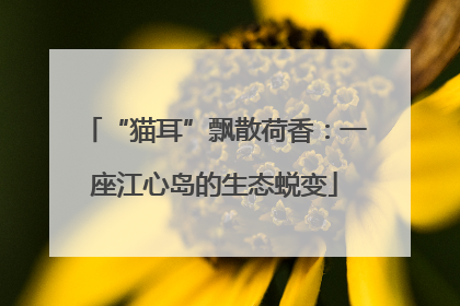 “猫耳”飘散荷香：一座江心岛的生态蜕变