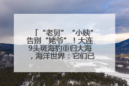 “老舅”“小姨”告别“姥爷”！大连9头斑海豹重归大海，海洋世界：它们已具备野外生存能力