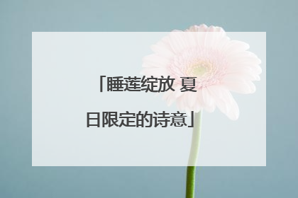 睡莲绽放 夏日限定的诗意
