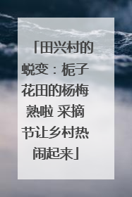田兴村的蜕变：栀子花田的杨梅熟啦 采摘节让乡村热闹起来