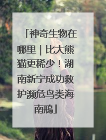神奇生物在哪里｜比大熊猫更稀少！湖南新宁成功救护濒危鸟类海南鳽