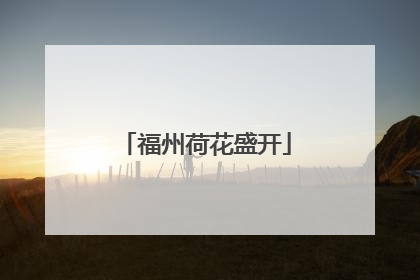福州荷花盛开