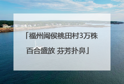 福州闽侯桃田村3万株百合盛放 芬芳扑鼻