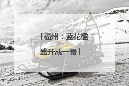 福州：蓝花楹盛开成一景