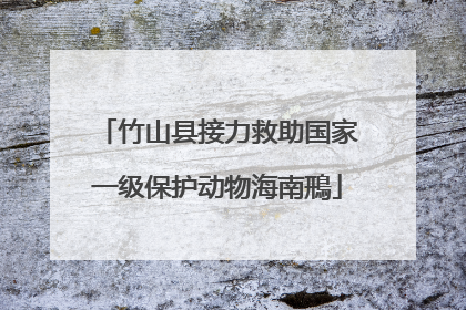 竹山县接力救助国家一级保护动物海南鳽