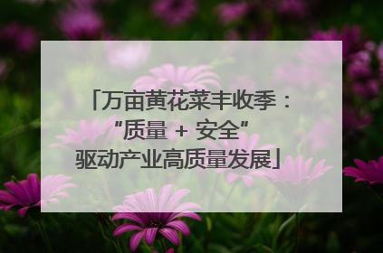 万亩黄花菜丰收季：“质量 + 安全” 驱动产业高质量发展