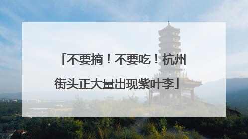 不要摘！不要吃！杭州街头正大量出现紫叶李