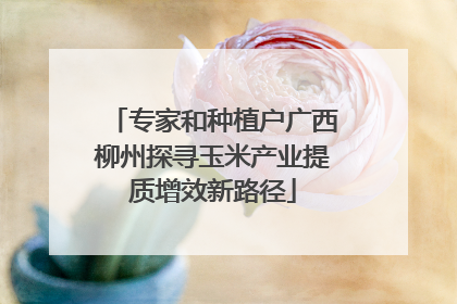 专家和种植户广西柳州探寻玉米产业提质增效新路径