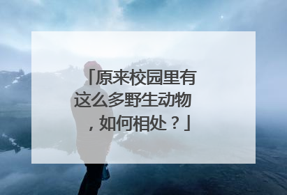 原来校园里有这么多野生动物，如何相处？