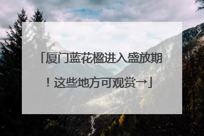 厦门蓝花楹进入盛放期！这些地方可观赏→