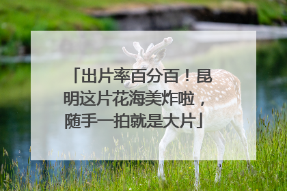 出片率百分百！昆明这片花海美炸啦，随手一拍就是大片