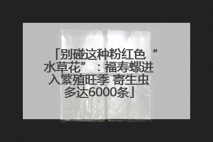 别碰这种粉红色“水草花”：福寿螺进入繁殖旺季 寄生虫多达6000条