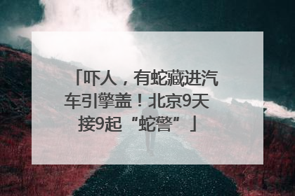 吓人，有蛇藏进汽车引擎盖！北京9天接9起“蛇警”