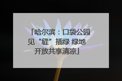 哈尔滨：口袋公园见“缝”插绿 绿地开放共享清凉