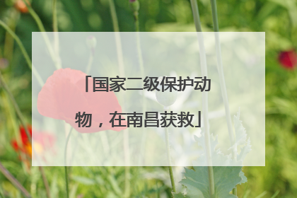 国家二级保护动物，在南昌获救