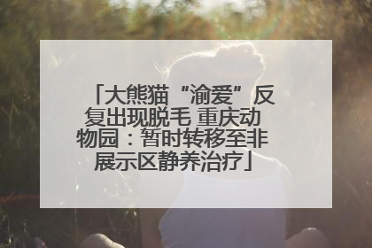 大熊猫“渝爱”反复出现脱毛 重庆动物园：暂时转移至非展示区静养治疗