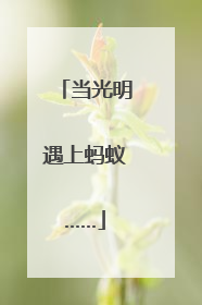当光明遇上蚂蚁……