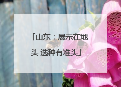 山东：展示在地头 选种有准头