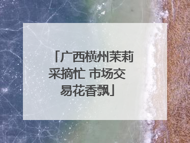 广西横州茉莉采摘忙 市场交易花香飘