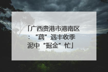 广西贵港市港南区：“藕”遇丰收季 泥中“掘金”忙