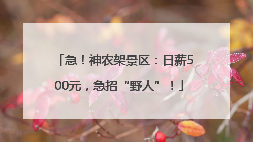 急！神农架景区：日薪500元，急招“野人”！