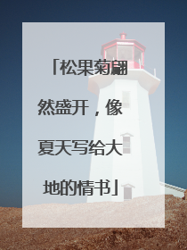 松果菊翩然盛开，像夏天写给大地的情书