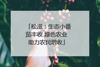 松滋：生态小番茄丰收 绿色农业助力农民增收