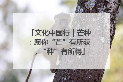 文化中国行｜芒种：愿你“芒”有所获，“种”有所得
