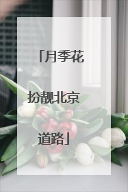 月季花扮靓北京道路