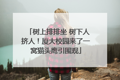 树上排排坐 树下人挤人！厦大校园来了一窝猫头鹰引围观