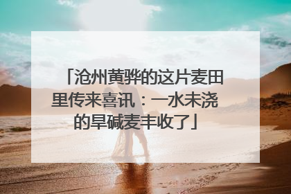 沧州黄骅的这片麦田里传来喜讯：一水未浇的旱碱麦丰收了