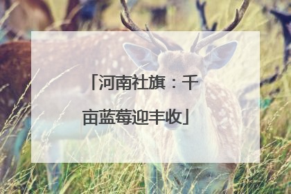 河南社旗：千亩蓝莓迎丰收