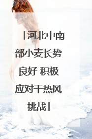 河北中南部小麦长势良好 积极应对干热风挑战