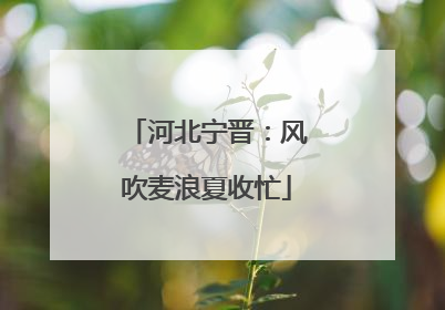 河北宁晋：风吹麦浪夏收忙