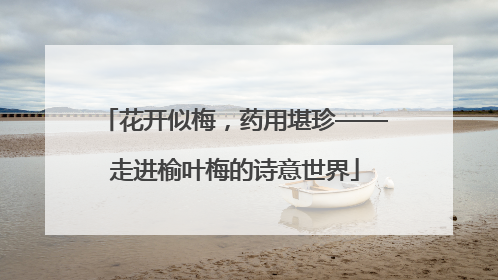 花开似梅，药用堪珍——走进榆叶梅的诗意世界