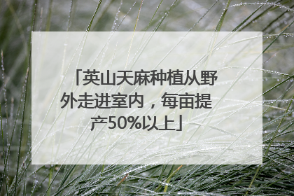 英山天麻种植从野外走进室内，每亩提产50%以上