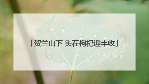贺兰山下 头茬枸杞迎丰收