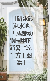 趴冰砖 泡水池！成都动物园里的消暑“凉”方丨图集