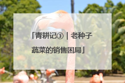 青耕记③｜老种子蔬菜的销售困局