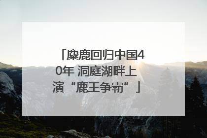 麋鹿回归中国40年 洞庭湖畔上演“鹿王争霸”