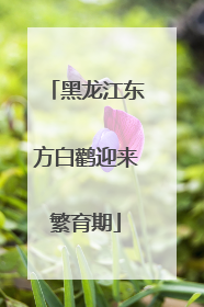 黑龙江东方白鹳迎来繁育期